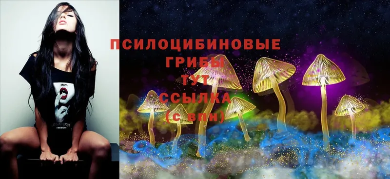 Галлюциногенные грибы Psilocybe  где найти   гидра как зайти  Волчанск 